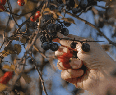 Low Hanging Fruit